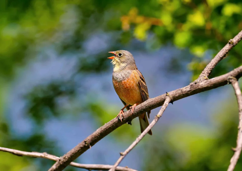 Codename Roots Mamurdi Bird Image