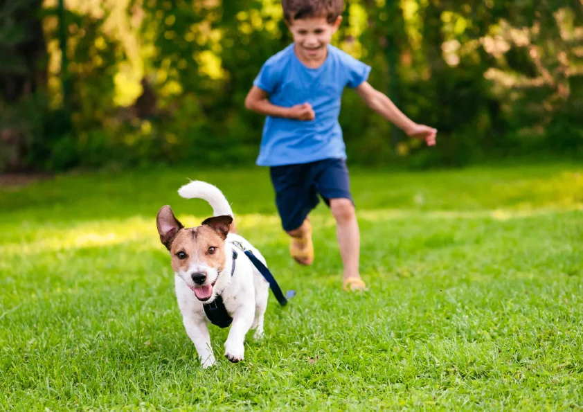 Codename Roots Mamurdi Pet Park Image